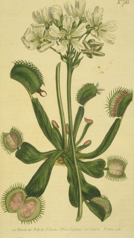 Dionaea muscipula - Curtis's Botanical