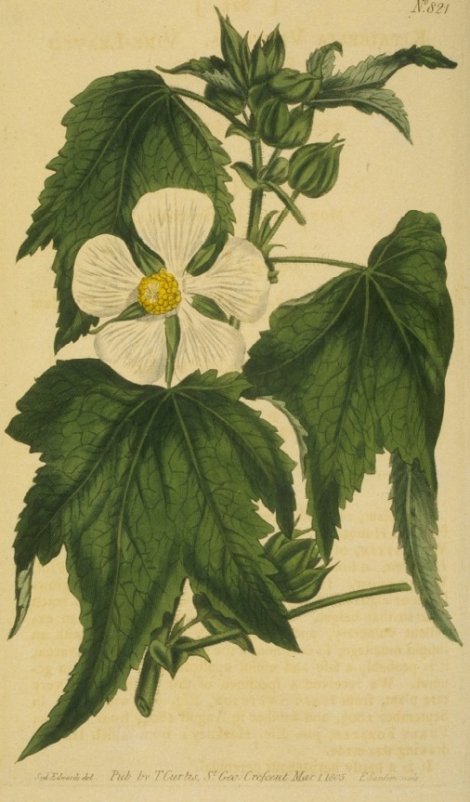 Kitaibelia vitifolia - Curtis's Botanical