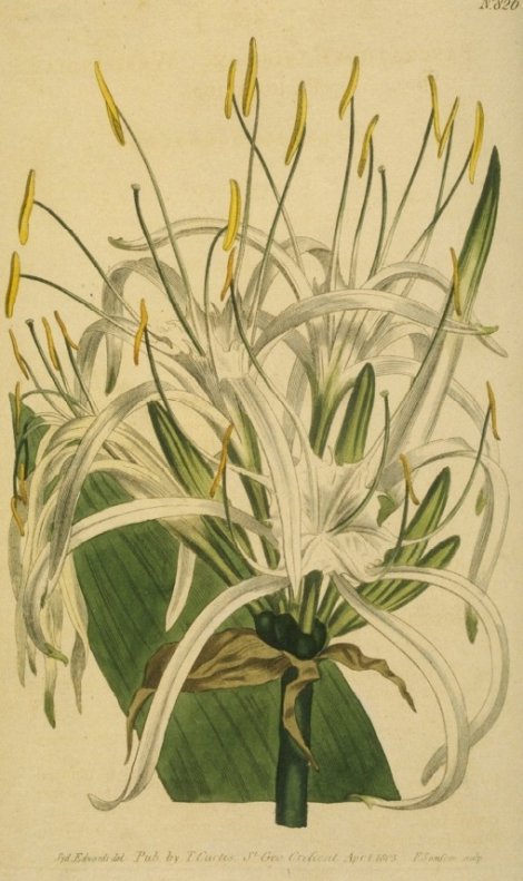 Hymenocallis caribaea - Curtis's Botanical