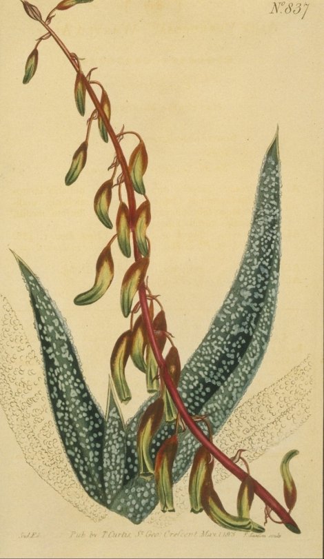 Aloe verrucosa - Curtis's Botanical