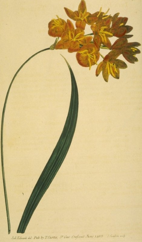 Ixia erecta, v. lutea - Curtis's Botanical