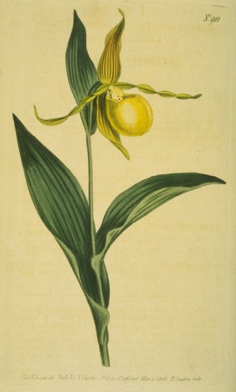 Cypripedium calceolus var. parviflorum - Curtis's Botanical