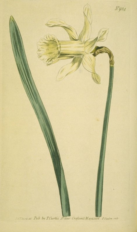 Narcissus pseudonarcissus ssp. moschatus - Curtis's Botanical