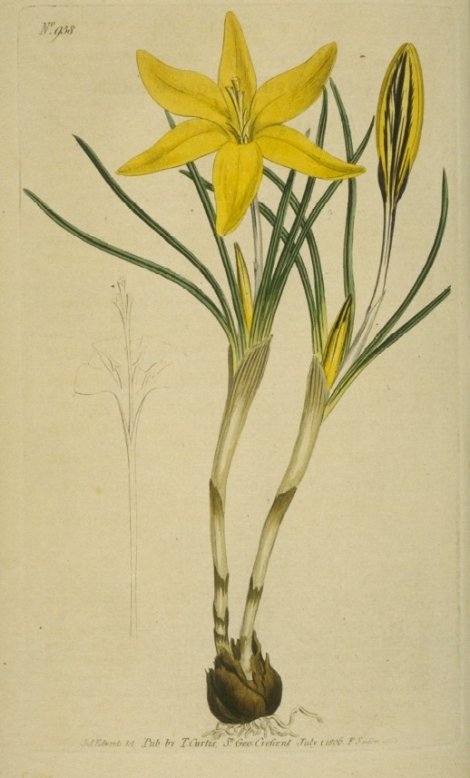 Crocus sulphureus (alpha) - Curtis's Botanical