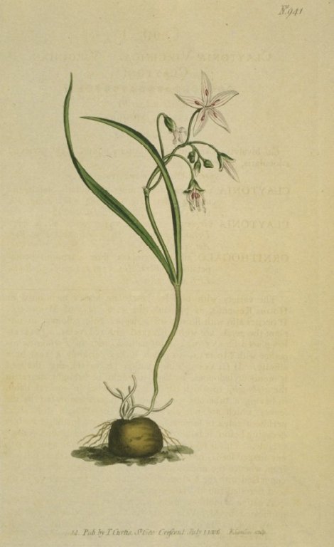 Claytonia virginica - Curtis's Botanical