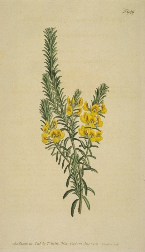 Aotus villosa - Curtis's Botanical