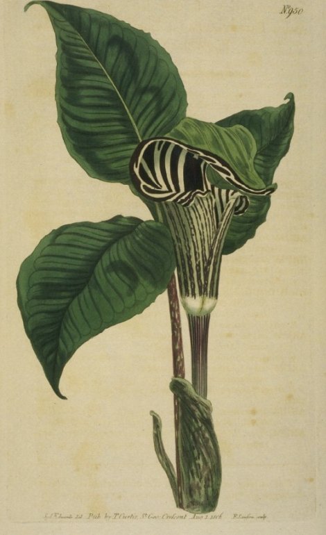 Arisaema triphyllum - Curtis's Botanical