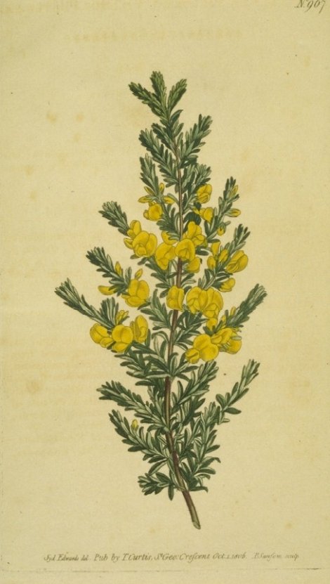 Pultenaea villosa - Curtis's Botanical