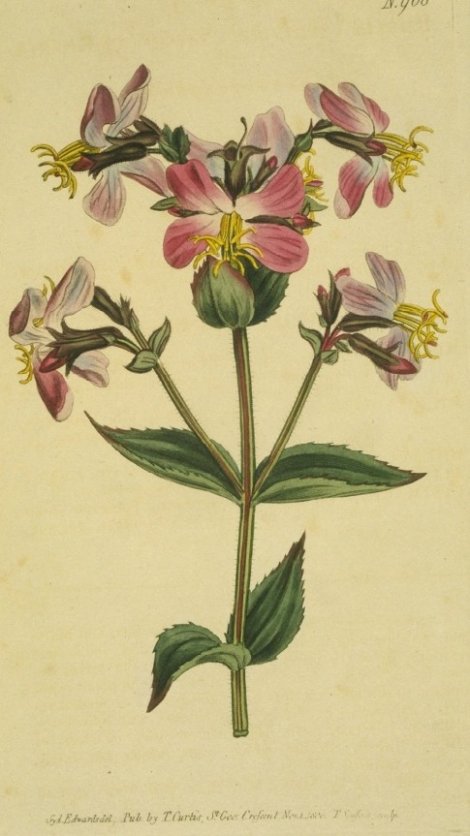 Rhexia virginica - Curtis's Botanical