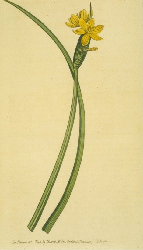 Sisyrinchium californicum - Curtis's Botanical