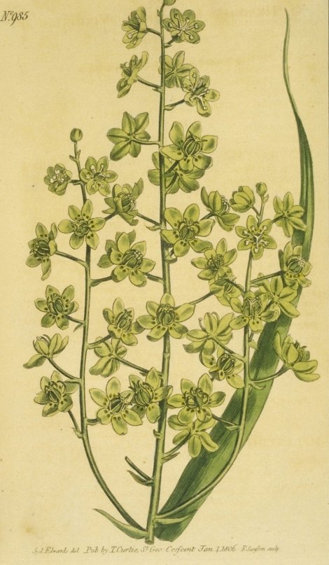 Melanthium virginicum - Curtis's Botanical