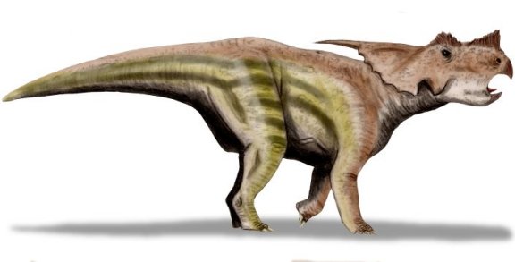 Achelousaurus horneri - Prehistoric Animals