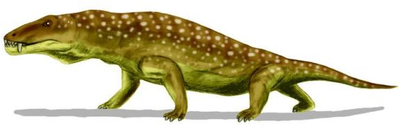 Anteosaurus - Prehistoric Animals
