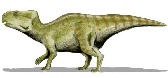 Auroraceratops rugosus - Prehistoric Animals