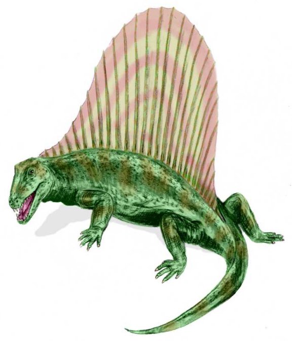 Dimetrodon - Prehistoric Animals