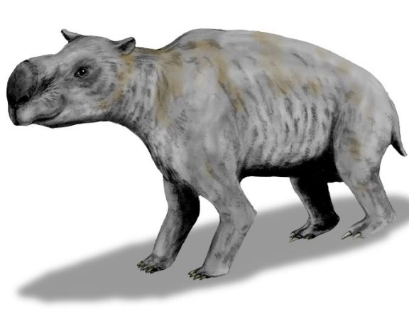 Diprotodon optatum - Prehistoric Animals