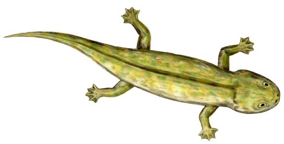 Discosauriscus - Prehistoric Animals