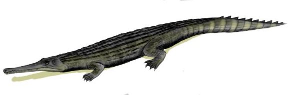 Dyrosaurus phosphaticus - Prehistoric Animals