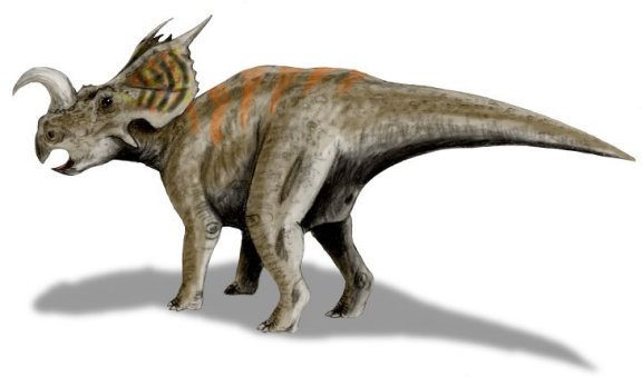 Einiosaurus procurvicornis - Prehistoric Animals