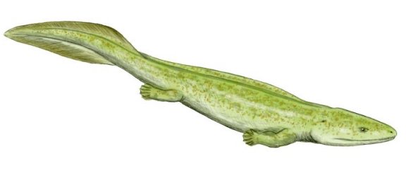 Elginerpeton pacheni - Prehistoric Animals