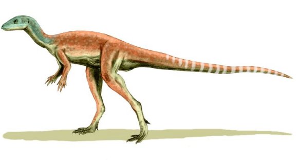 Eocursor parvus - Prehistoric Animals