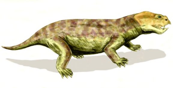 Eodicynodon - Prehistoric Animals