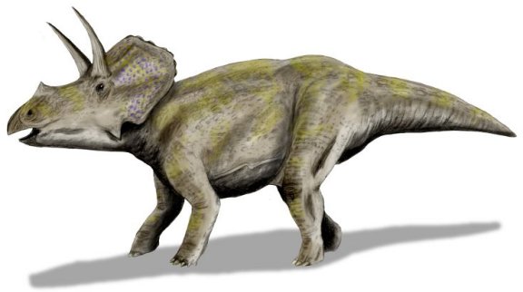 Eotriceratops xerinsularis - Prehistoric Animals