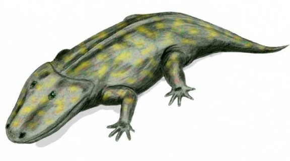 Eryops megacephalus - Prehistoric Animals