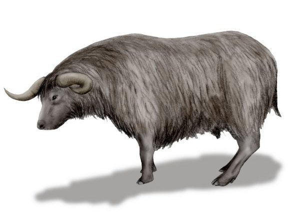 Euceratherium collinum - Prehistoric Animals