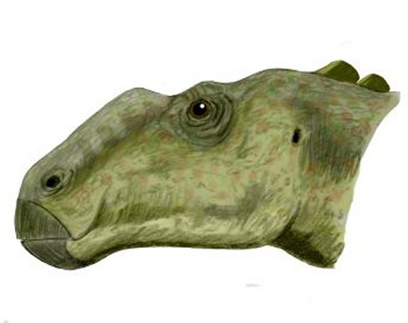 Gryposaurus notabilis - Prehistoric Animals