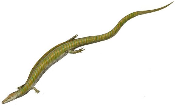 Kaganaias hakusanensis - Prehistoric Animals