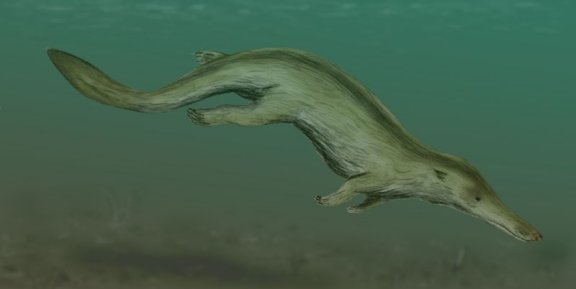 Kutchicetus minimus - Prehistoric Animals