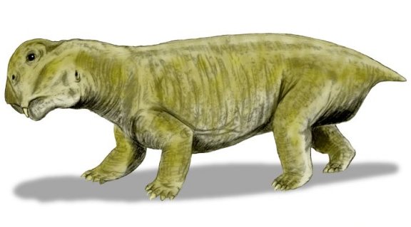 Lystrosaurus murrayi - Prehistoric Animals