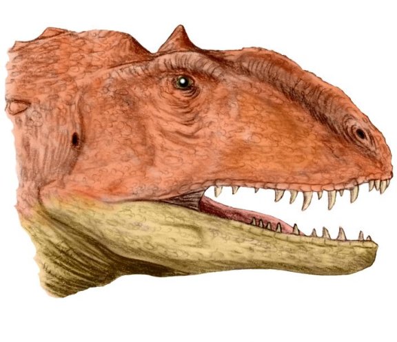 Majungasaurus head - Prehistoric Animals