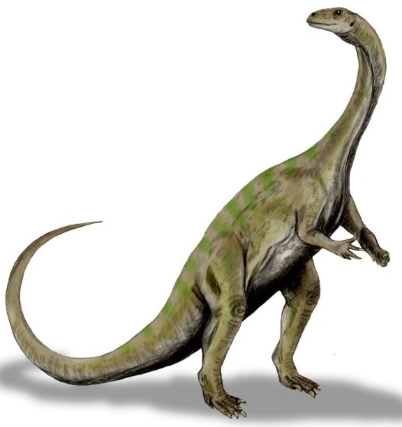 Massospondylus carinatus - Prehistoric Animals