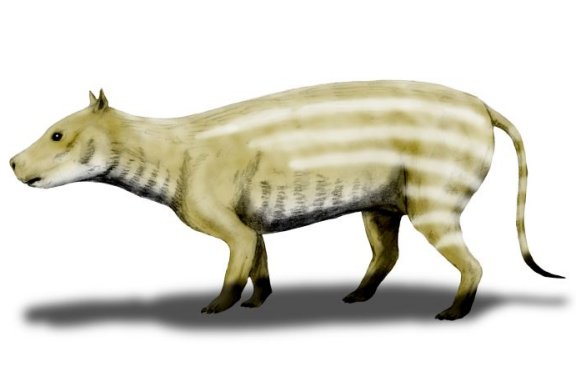 Merycoidodon culbertsoni - Prehistoric Animals