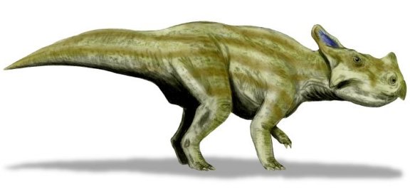 Montanoceratops cerorhynchus - Prehistoric Animals