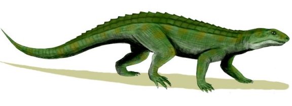 Notosuchus terrestris - Prehistoric Animals