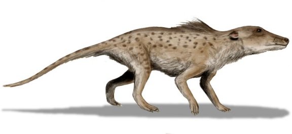 Pakicetus inachus - Prehistoric Animals