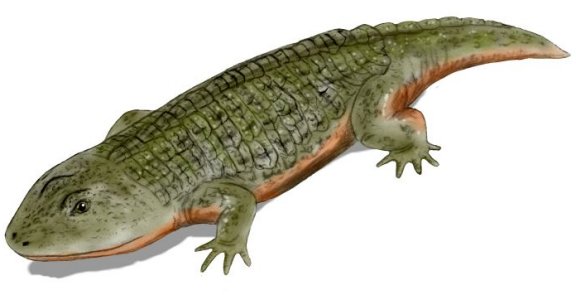 Peltobatrachus pustulatus - Prehistoric Animals