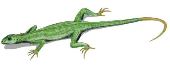Petrolacosaurus - Prehistoric Animals