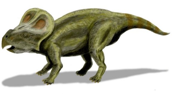 Protoceratops andrewsi - Prehistoric Animals