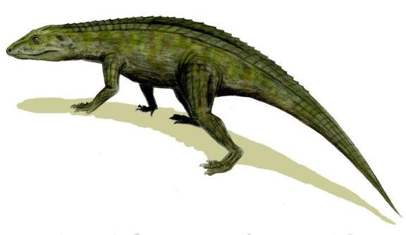 Protosuchus - Prehistoric Animals