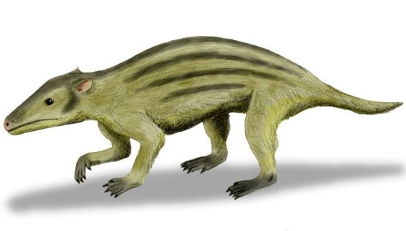 Pseudotribos robustus - Prehistoric Animals