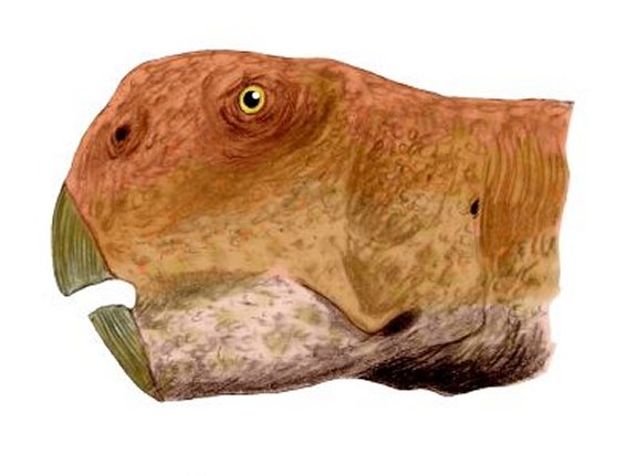 Psittacosaurus neimongoliensis - Prehistoric Animals