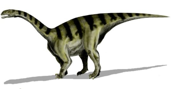 Sellosaurus gracilis - Prehistoric Animals