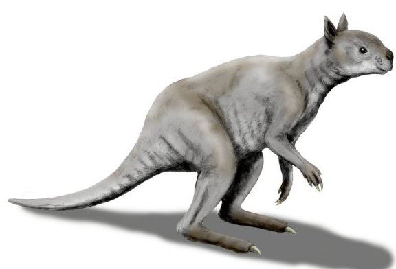 Simosthenurus occidentalis - Prehistoric Animals