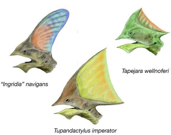 Tapejara Heads - Prehistoric Animals
