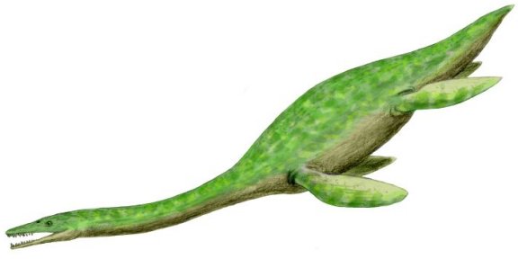 Thililua longicollis - Prehistoric Animals