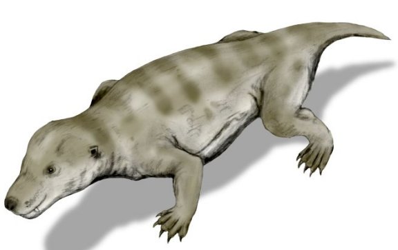 Thrinaxodon liorhinus - Prehistoric Animals